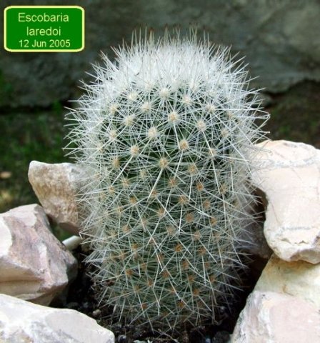 Escobaria_ laredoi_ 01